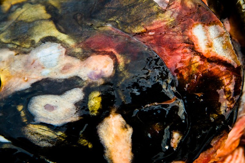 Decomposing Salmon Detail